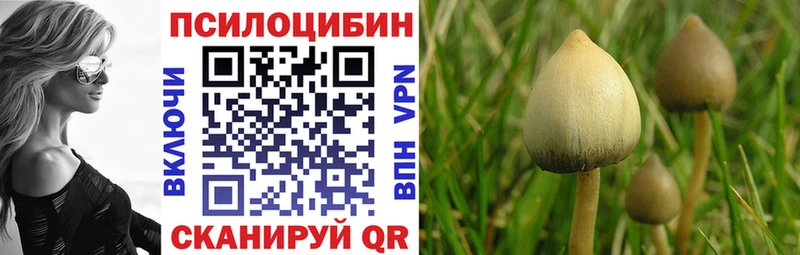 где купить наркоту  Свирск  darknet клад  Псилоцибиновые грибы Cubensis 